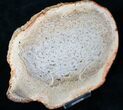 Petrified Tree Fern Slab (Tietea) - #16856-1
